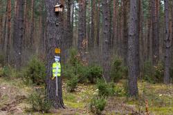 Strażnik czystości lasu w gminie Łomża.