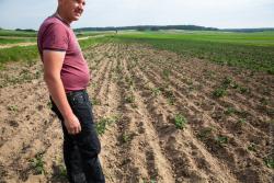 Leszek Makowski, rolnik z Niewodowa stoi pośrodku zrytej przez dziki swojej plantacji ziemniaków.