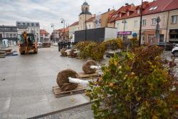Drzewa na betonowym Starym Rynku w Łomży czekają na posadzenie. Ogrom mieszkańców dostrzega brak zieleni na szarym, kamiennym placu.