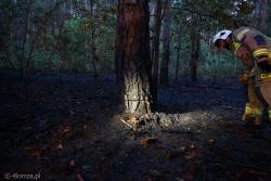 W kompleksie leśnym Czerwonego Boru wybuchł pożar. Po ugaszeniu strażacy znaleźli nadpiłowane drzewo. Prawdopodobnie podczas kradzieży drewna iskra zapaliła suchą ściółkę i wznieciła pożar. Zanim dojechali strażacy, osoba ulotniła się.
